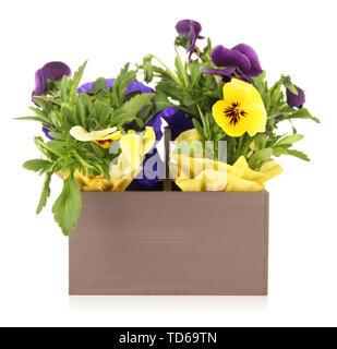 Schöne Stiefmütterchen Blumen in Holzkiste isoliert auf weißem Stockfoto