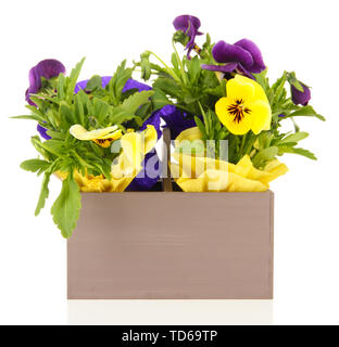 Schöne Stiefmütterchen Blumen in Holzkiste isoliert auf weißem Stockfoto