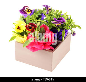 Schöne Stiefmütterchen Blumen in Holzkiste isoliert auf weißem Stockfoto