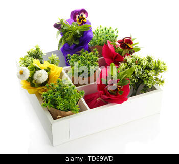 Schöner Frühling Blumen und Gras in Holzkiste isoliert auf weißem Stockfoto