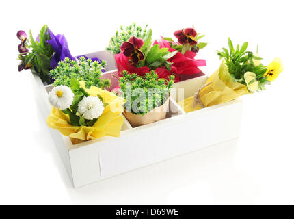 Schöner Frühling Blumen und Gras in Holzkiste isoliert auf weißem Stockfoto