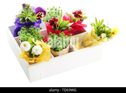 Schöner Frühling Blumen und Gras in Holzkiste isoliert auf weißem Stockfoto