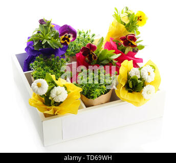 Schöner Frühling Blumen und Gras in Holzkiste isoliert auf weißem Stockfoto