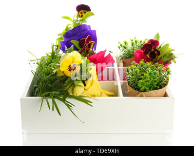 Schöner Frühling Blumen und Gras in Holzkiste isoliert auf weißem Stockfoto