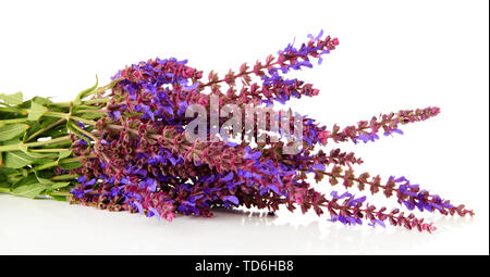 Salvia Blumen, isoliert auf weißem Stockfoto