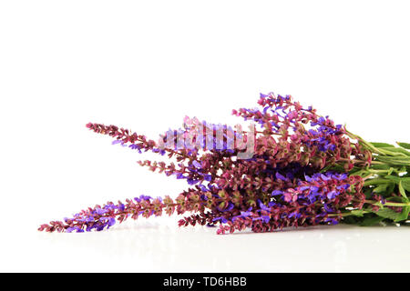 Salvia Blumen, isoliert auf weißem Stockfoto