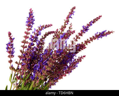 Salvia Blumen, isoliert auf weißem Stockfoto