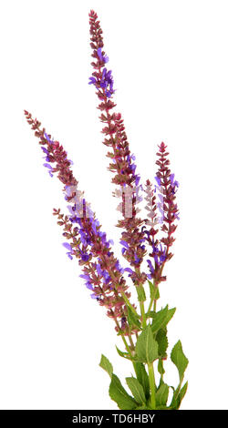 Salvia Blumen, isoliert auf weißem Stockfoto