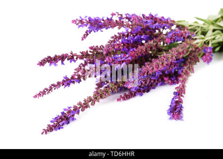 Salvia Blumen, isoliert auf weißem Stockfoto