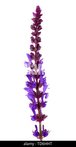 Salvia Blumen, isoliert auf weißem Stockfoto