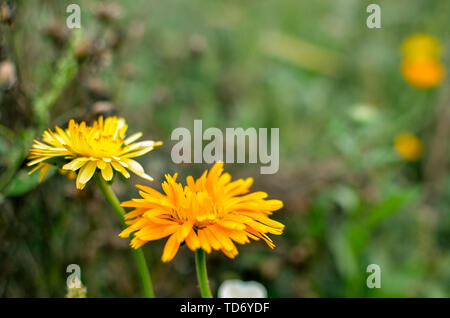 Gelb und Orange calendula Blüten. Blühende ringelblume Blumen. Orange calendula auf grünem Gras. Garten mit Calendula. Garten Blumen. Natur flowe Stockfoto