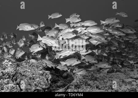 Lutjan Fisch (Lutjanus kasmira) der Rangiora Atoll. Stockfoto