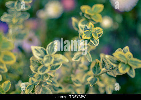 Zweig der Euonymus undulata Spindel oder des Fortune Spindel Stockfoto