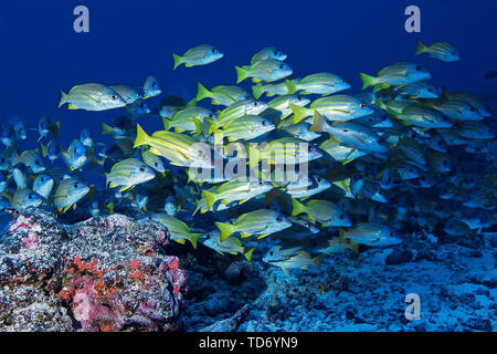 Lutjan Fisch (Lutjanus kasmira) der Rangiora Atoll. Stockfoto