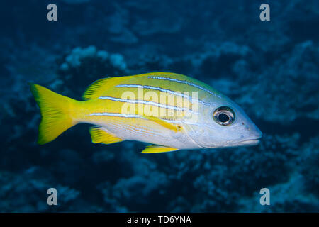 Lutjan Fisch (Lutjanus kasmira) der Rangiora Atoll. Stockfoto