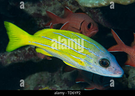 Lutjan Fisch (Lutjanus kasmira) der Rangiora Atoll. Stockfoto