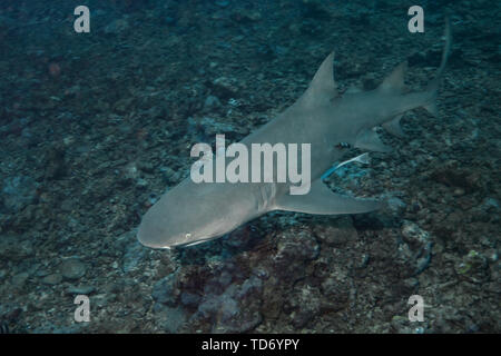 Lemon shark (Negaprion brevirostris) Stockfoto