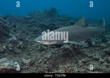 Lemon shark (Negaprion brevirostris) Stockfoto