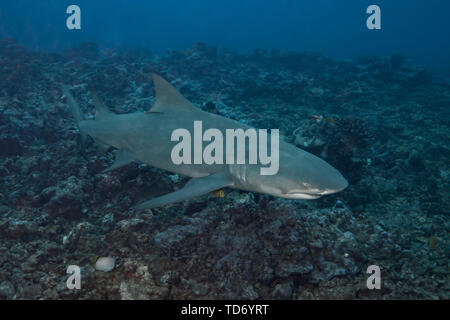 Lemon shark (Negaprion brevirostris) Stockfoto