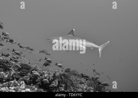 Silvertip shark Carcharhinus albimarginatus) in Avatoru Pass, Rangiroa Atoll. Stockfoto