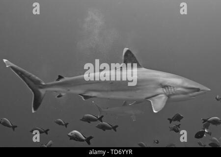 Silvertip shark Carcharhinus albimarginatus) in Avatoru Pass, Rangiroa Atoll. Stockfoto