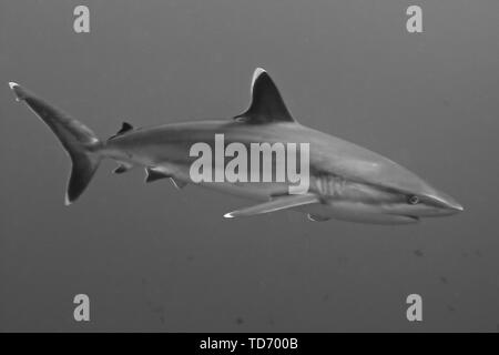 Silvertip shark Carcharhinus albimarginatus) in Avatoru Pass, Rangiroa Atoll. Stockfoto