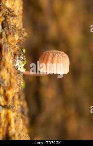 Eine winzige Mycena corticola Pilzzucht auf der Rinde eines Zucker-ahorn (Acer saccharum) Baum. Stockfoto