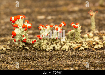 Britischer Soldat Flechten (Cladonia cristatella) Stockfoto