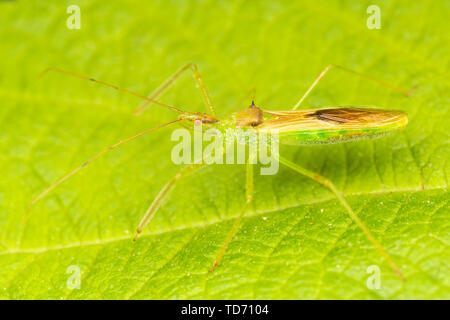 Blassgrün Assassin Bug (Zelus luridus) Stockfoto