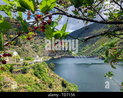 Sommer Landschaft mit einem See auf dem Hintergrund einer Zweigniederlassung mit reifen Wild Cherry Beeren close-up Stockfoto