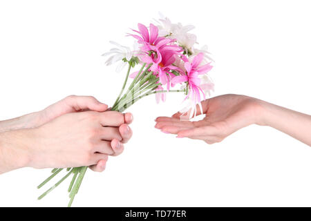 Des Menschen Hand, ein Gänseblümchen isoliert auf weißem Stockfoto