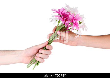 Des Menschen Hand, ein Gänseblümchen isoliert auf weißem Stockfoto