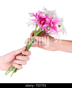 Des Menschen Hand, ein Gänseblümchen isoliert auf weißem Stockfoto