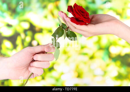 Des Menschen Hand eine Rose auf hellen Hintergrund Stockfoto