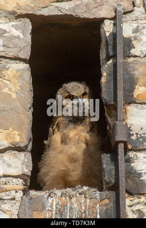 Hansestadt Havelberg, Deutschland. 06 Juni, 2019. Ein Uhu Küken sitzt in einer Nische in der westlichen Struktur von St. Mary's Kathedrale in Havelberg. Eine der drei Küken heraus fiel am 19. Mai 2019 und wurde der Stendal Zoo gebracht. Der Vogel sollte dort bleiben, bis sie flugfähig ist, und in die Freiheit entlassen werden. (Dpa "Eagle Owl Baby aus dem Nest gefallen muss zu Jagen lernen") Credit: Klaus-Dietmar Gabbert/dpa-Zentralbild/dpa/Alamy leben Nachrichten Stockfoto