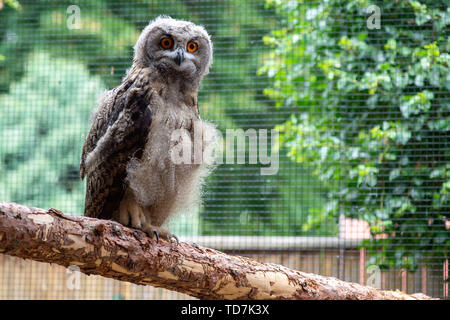 Stendal, Deutschland. 11 Juni, 2019. Ein Uhu Küken sitzt in der Stendal Zoo in einem abgelegenen vogliere. Das Küken hatte aus dem Nest am 19. Mai 2019 in eine Nische der St. Mary's Cathedral in Havelberg gefallen und hatte die Stendal Zoo gebracht worden. Der Vogel sollte dort bleiben, bis sie flugfähig ist, und in die Freiheit entlassen werden. (Dpa "Eagle Owl Baby aus dem Nest gefallen muss zu Jagen lernen") Credit: Klaus-Dietmar Gabbert/dpa-Zentralbild/dpa/Alamy leben Nachrichten Stockfoto