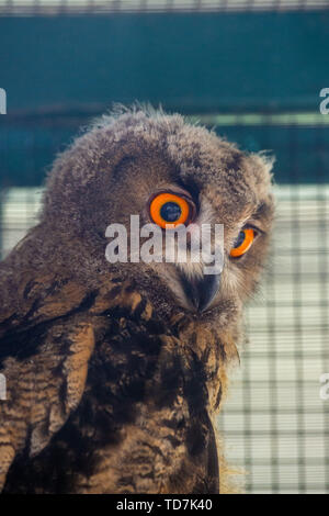 Stendal, Deutschland. 11 Juni, 2019. Ein Uhu Küken sitzt in der Stendal Zoo in einem abgelegenen vogliere. Das Küken hatte aus dem Nest am 19. Mai 2019 in eine Nische der St. Mary's Cathedral in Havelberg gefallen und hatte die Stendal Zoo gebracht worden. Der Vogel sollte dort bleiben, bis sie flugfähig ist, und in die Freiheit entlassen werden. (Dpa "Eagle Owl Baby aus dem Nest gefallen muss zu Jagen lernen") Credit: Klaus-Dietmar Gabbert/dpa-Zentralbild/dpa/Alamy leben Nachrichten Stockfoto