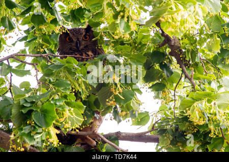 Hansestadt Havelberg, Deutschland. 11 Juni, 2019. Ein Uhu sitzt in einem Baum in der Nähe von St. Mary's Kathedrale in Havelberg. Der alte Vogel hat sich in einer Nische des westlichen Struktur der Kathedrale angesiedelt. Eines seiner drei Küken heraus fiel am 19. Mai 2019 und wurde der Stendal Zoo gebracht. Das Tier aus dem Nest gefallen dort bleiben sollte, bis sie flugfähig ist, und in die Freiheit entlassen werden. (Dpa "Eagle Owl Baby aus dem Nest gefallen muss zu Jagen lernen") Credit: Klaus-Dietmar Gabbert/dpa-Zentralbild/dpa/Alamy leben Nachrichten Stockfoto