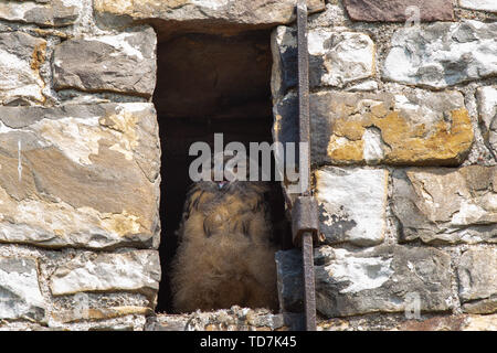 Hansestadt Havelberg, Deutschland. 06 Juni, 2019. Ein Uhu Küken sitzt in einer Nische in der westlichen Struktur von St. Mary's Kathedrale in Havelberg. Eine der drei Küken heraus fiel am 19. Mai 2019 und wurde der Stendal Zoo gebracht. Der Vogel sollte dort bleiben, bis sie flugfähig ist, und in die Freiheit entlassen werden. (Dpa "Eagle Owl Baby aus dem Nest gefallen muss zu Jagen lernen") Credit: Klaus-Dietmar Gabbert/dpa-Zentralbild/dpa/Alamy leben Nachrichten Stockfoto