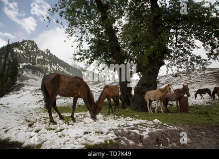 Srinagar, Indisch kontrollierten Teil Kaschmirs. 12 Juni, 2019. Pferde weiden nach einem Schneefall in Sonmarg, ortsrand von Srinagar, die Hauptstadt des Indischen-kontrollierten Kaschmir, 12. Juni 2019. Credit: Javed Dar/Xinhua/Alamy leben Nachrichten Stockfoto