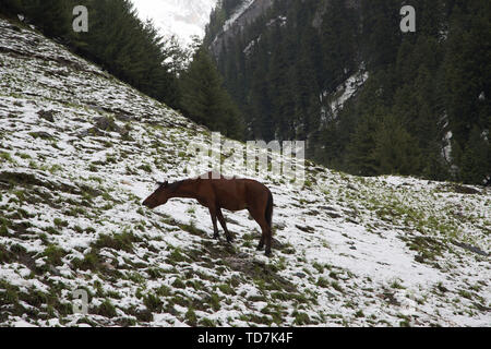 Srinagar, Indisch kontrollierten Teil Kaschmirs. 12 Juni, 2019. Ein Pferd Schürfwunden nach einem Schneefall in Sonmarg, ortsrand von Srinagar, die Hauptstadt des Indischen-kontrollierten Kaschmir, 12. Juni 2019. Credit: Javed Dar/Xinhua/Alamy leben Nachrichten Stockfoto