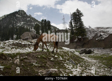 Srinagar, Indisch kontrollierten Teil Kaschmirs. 12 Juni, 2019. Ein Pferd Schürfwunden nach einem Schneefall in Sonmarg, ortsrand von Srinagar, die Hauptstadt des Indischen-kontrollierten Kaschmir, 12. Juni 2019. Credit: Javed Dar/Xinhua/Alamy leben Nachrichten Stockfoto