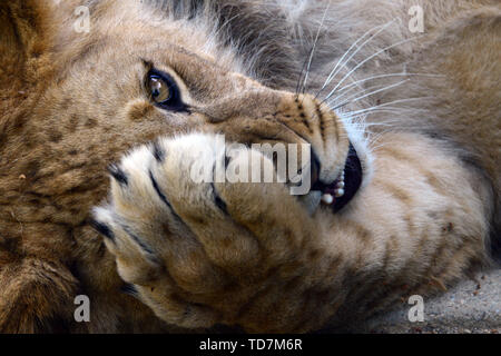 Olomouc, Tschechische Republik. 11 Juni, 2019. Barbary Lion cub genannt Thembi ruht im Gehäuse an den Zoo in Olomouc in der Tschechischen Republik. Die Lion cub Thembi ein Jahr alt ist. Der Name Thembi Was bedeutet 'Hoffnung' Credit: Slavek Ruta/ZUMA Draht/Alamy leben Nachrichten Stockfoto