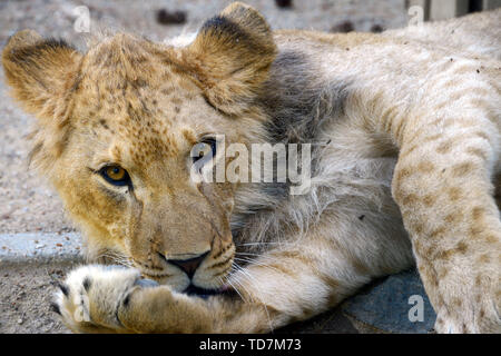 Olomouc, Tschechische Republik. 11 Juni, 2019. Barbary Lion cub genannt Thembi ruht im Gehäuse an den Zoo in Olomouc in der Tschechischen Republik. Die Lion cub Thembi ein Jahr alt ist. Der Name Thembi Was bedeutet 'Hoffnung' Credit: Slavek Ruta/ZUMA Draht/Alamy leben Nachrichten Stockfoto