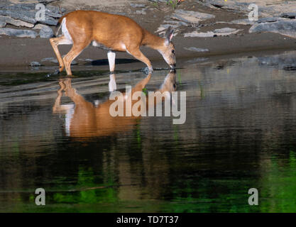 Juni 13, 2019 Elkton, OREGON, USA - Eine schwarze tailed deer doe sips Wasser aus der Umpqua River in der Nähe von Aschau im ländlichen Western Oregon. Schwarz angebundene Rotwild sind eine Unterart der Hirsch und in bewaldeten Bergen und Ausläufern der Pazifischen Küste von Kalifornien bis Alaska gefunden. (Bild: © Robin Loznak/ZUMA Draht) Stockfoto