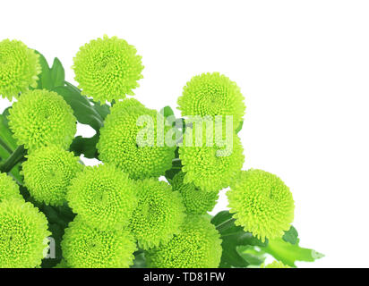 Wunderschöne grüne Chrysantheme isoliert auf weißem Stockfoto