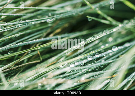 Morgentau fällt auf Blades von grünem Gras. closeup erschossen. Natürliche verschwommenen Hintergrund Stockfoto