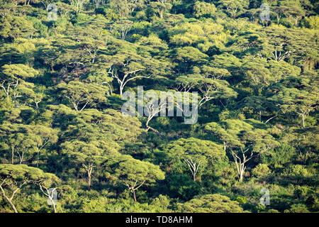 Vie zu Regenwald Dschungel zwischen Seen Abaya und Chamo, Wüste, Landschaft, Textur und Hintergrund. Arba Minch, Äthiopien. Stockfoto