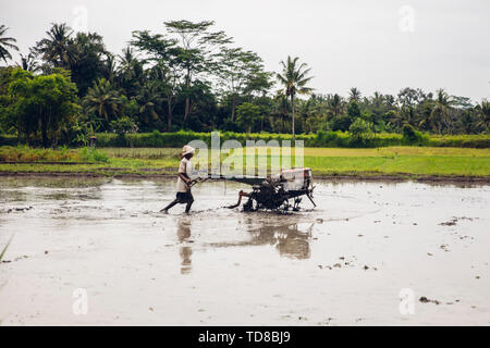 TUKAD, Indonesien - Januar 28, 2019: unbekannter Mann pflügen nass Reisfeld mit tilling Maschine auf die Insel Bali, Indonesien. Indonesien ist der 3. größte Stockfoto