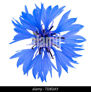 blauem Mais Blume Stockfoto